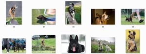 Pixel Studio FX 2.0 Bonus 12 - Royalty-Free Dog Photos